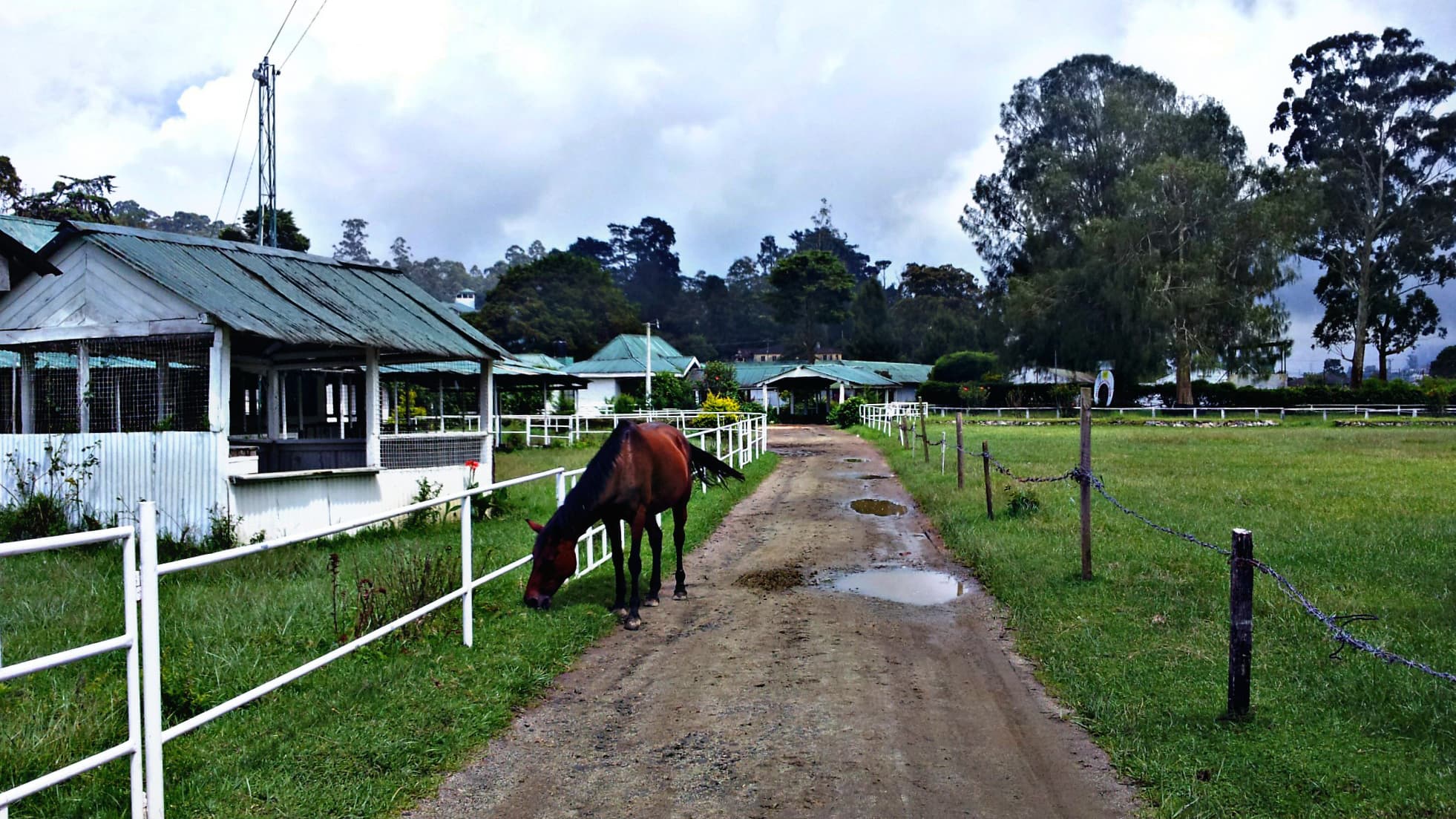 Horse Riding in Nuwara Eliya — view 3